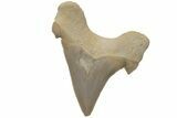 Fossil Shark Tooth (Otodus) - Morocco #211870-1